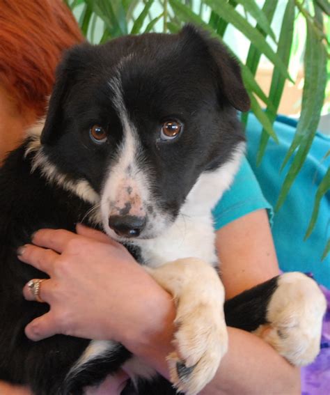 23+ Border Collie Lab Mix Puppies Rescue Photo - Bleumoonproductions