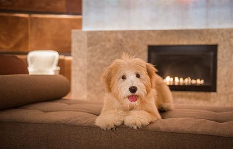 The 8 Best Pet-Friendly Hotels in Houston - The Vets