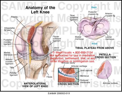 Anatomy of the Left Knee Medical Illustration Medivisuals