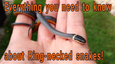 Northern Ringneck Snake