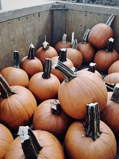 aesthetic pumpkins | Fall favorites, Pumpkin, Fall family