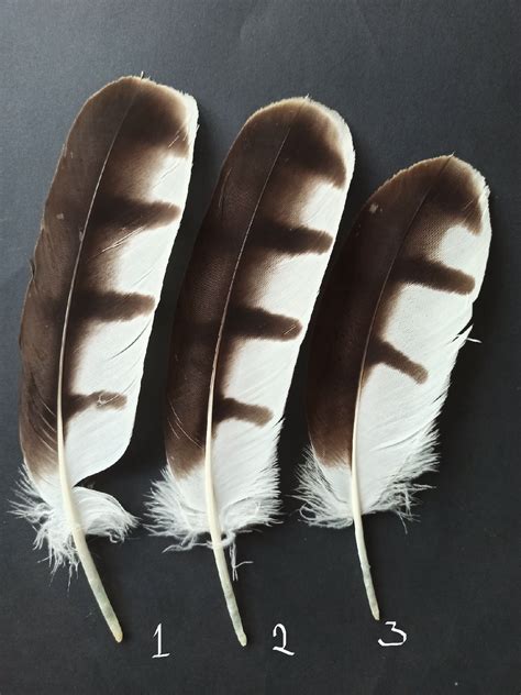 Hawk Feathers for sale | Only 3 left at -75%