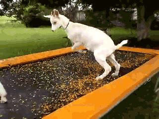 Funny Bounce GIFs - Find & Share on GIPHY