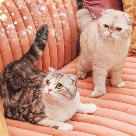 Taylor Swift Cats Breed