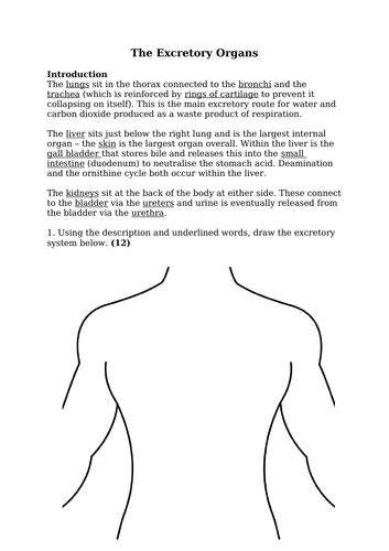 5.2 Excretion As An Example Of Homeostatic Control - Excretion & Liver ...