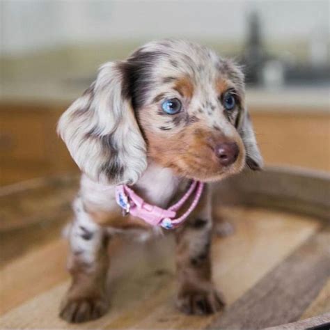 Dapple Dachshund Long Haired | Dapple dachshund, Dachshund puppy ...