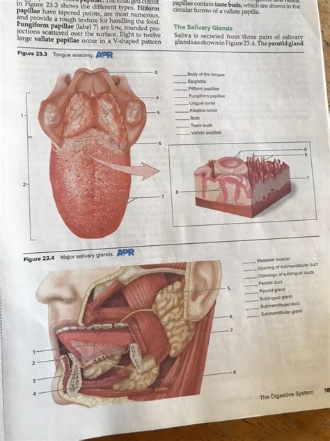 in Figure 23.3 shows the different types. Filiform | Chegg.com