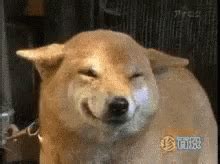 Dog Smiling GIF - Dog Smiling - Discover & Share GIFs