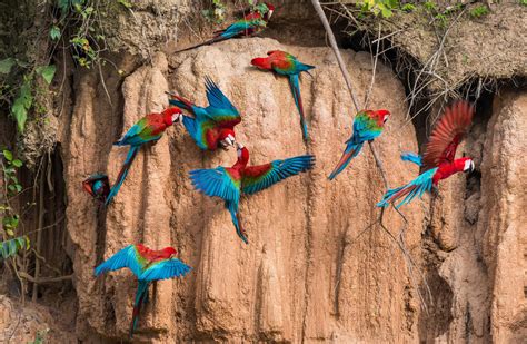 Top 10 Macaw Facts - Rainforest Cruises