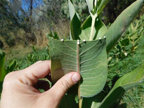 How to Identify Milkweed Plants Quickly and Confidently - Save Our Monarchs