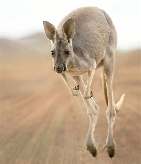 Wildlife Animals & Nature | Australia animals, Animals, Australian ...