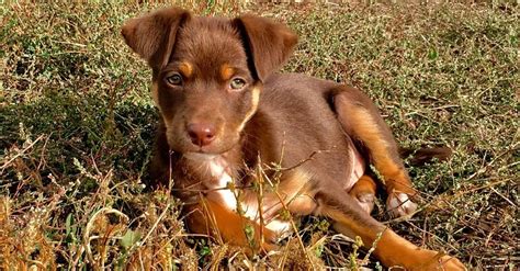 Red Kelpie Puppy Names - Puppy And Pets