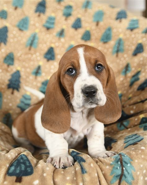 Basset Hound Puppies for Sale | Buckeye Puppies