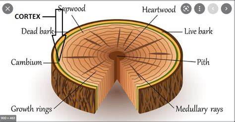 When you "slip" the bark, where is the cambium layer? - General Fruit ...