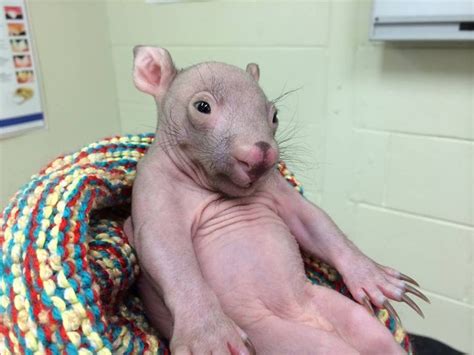 Hairless wombat | Hairless animals, Baby wombat, Animals