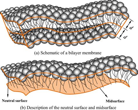 A lipid bilayer membrane. a Schematic of a bilayer membrane. b ...