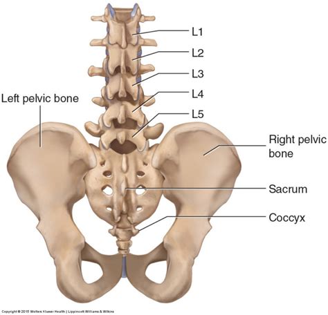 Low Back Pain & Pelvic Floor Dysfunction: Are They Connected? | Pelvic ...