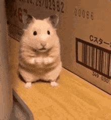 Cute Hamster Gif