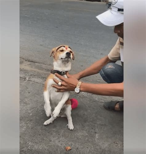 Dog in Vietnam forced to beg for money - Pet Rescue Report