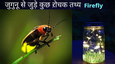 FIREFLY(jugnu) how blinging natural light - YouTube