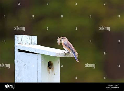 Raccoon nest hi-res stock photography and images - Alamy