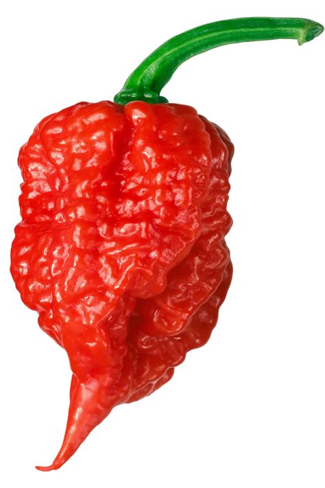 Carolina Reaper: Hottest Pepper in the World - All About It - Chili ...