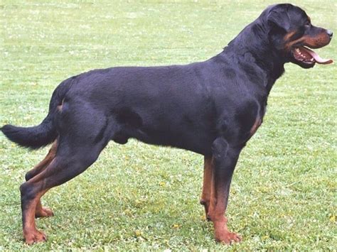 Animals: Rottweiler Dog