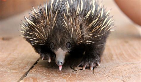 Echidna puggle on the road to recovery - Australian Geographic ...