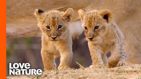 The "Misfit" Lion Cub Tries to Bond with Younger Brothers - YouTube