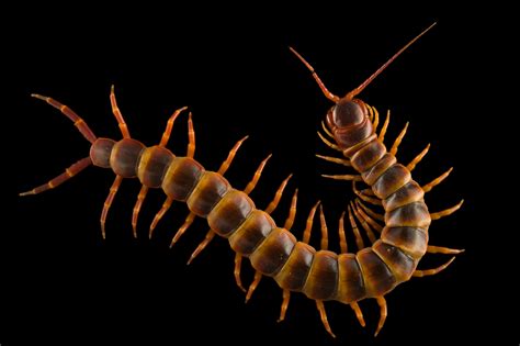 Peruvian Giant Yellow-Leg Centipede (Scolopendra gigantea) - Joel Sartore