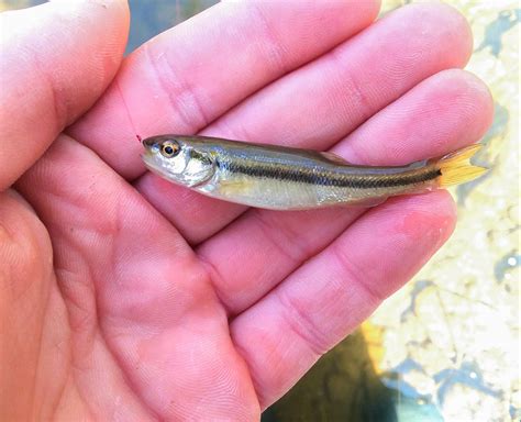 Small creek chub : MicroFishing