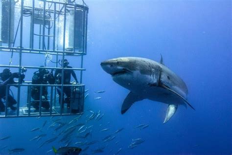 Shark diving off the Great Barrier Reef | Shark cage, Shark diving ...