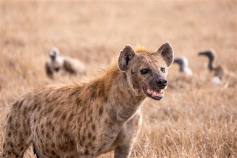 What Hyenas Can Tell Us about the Origins of Intelligence | Scientific ...