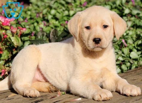 How Many Puppies In A Lab