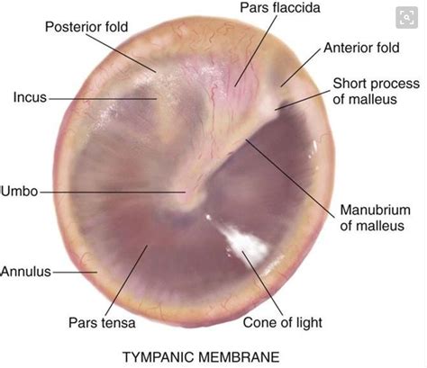 Tympanic Membrane Anatomy | Medical knowledge, Medical radiography ...