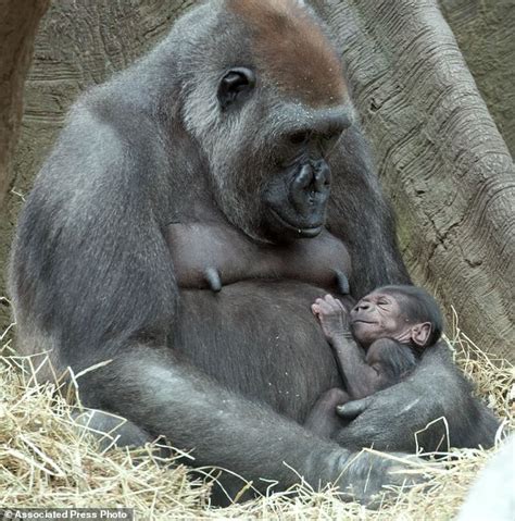 gorillas monkeys babies mothers - Google Search | Baby gorillas, Bronx ...