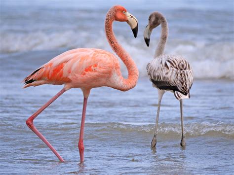 Flamingos from Hurricane Idalia found as far away as Wisconsin