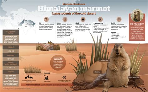 Himalayan Marmot: Facts, Diet, Habitat, Lifespan | Roundglass | Sustain