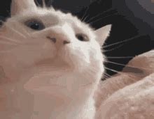 Cat Vibing Vibing Cat GIF - Cat Vibing Vibing Cat Meme - Discover ...