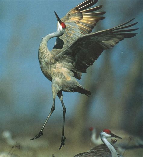 Sandhill Crane dancing (Grus canadensis) {!--캐나다두루미-->; Image ONLY