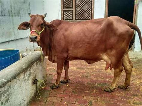 Red Sahiwal Cow at Best Price in Karnal, Haryana | Anmol Dairy Farm