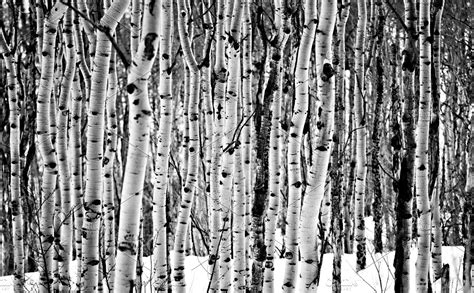 Aspen trees in the snow black and wh - Nature | Projects | Aspen trees ...