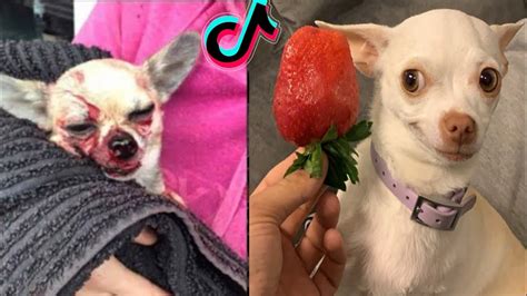 Special nikki chihuahua dog compilation।(mreviatar) #2। Fanny chihuahua ...