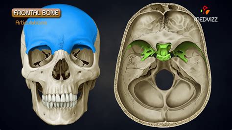 Anatomy of Frontal Bone - Animated Osteology , MBBS 1st year - YouTube