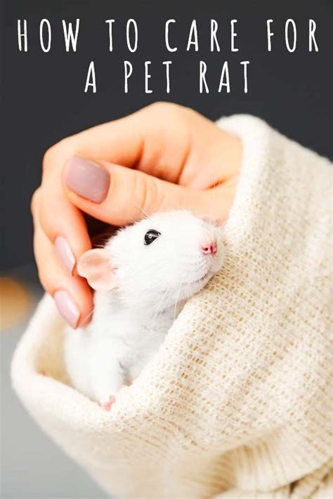 Pet Rat Care - Discover How To Care For A Pet Rat | Pet rats, Pet mice ...