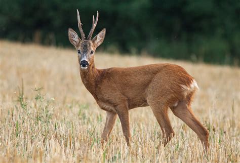 20 Antelopes and Deer from South Africa arrive for Reliance’s Zoo in ...