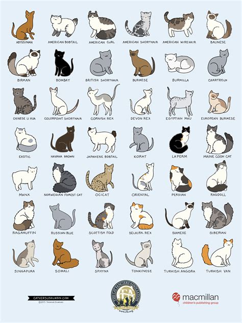 Cat Breeds Infographic - Pets Lovers