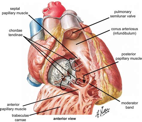 Conus Arteriosus