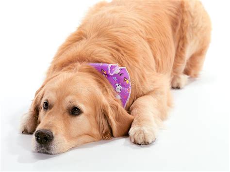 Lazy Dog stock photo. Image of accessories, cute, domestic - 20079678