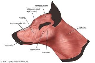 science based - How Would a Reptile with facial muscles be explained ...